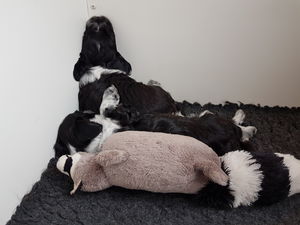 Schapendoes J-nest van de Roeskebeer